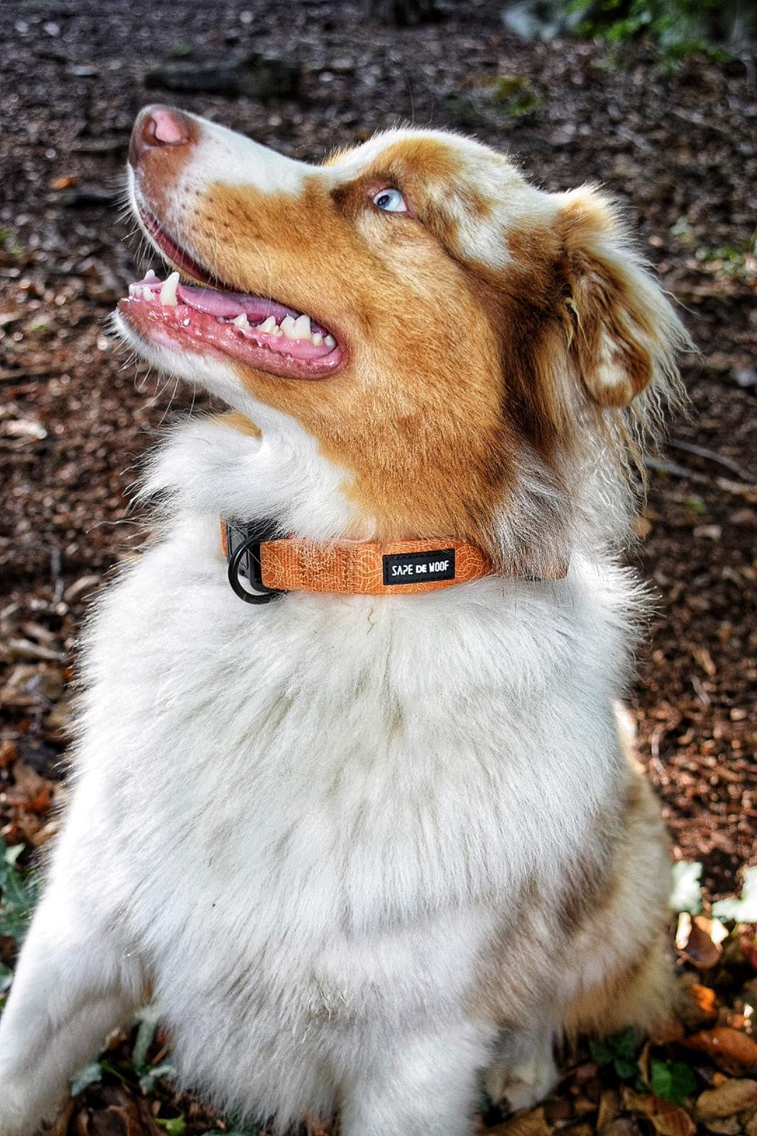 Kit balade avec ton chien: laisse + collier + harnais pour chien
